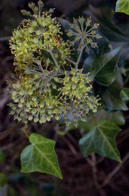 Common Ivy
<em>Hedera helix</em>