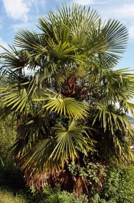Windmill Palm
<em>Trachycarpus fortunei</em>