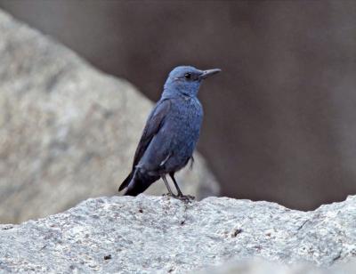 Blue Rock Thrush
<em>Monticola solitarius</em>