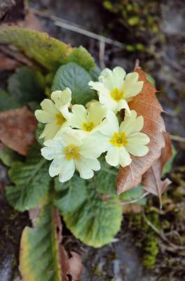 Common Primrose
<em>Primula acaulis</em>