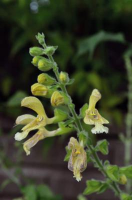 Klebrige Salbei
<em>Salvia glutinosa</em>