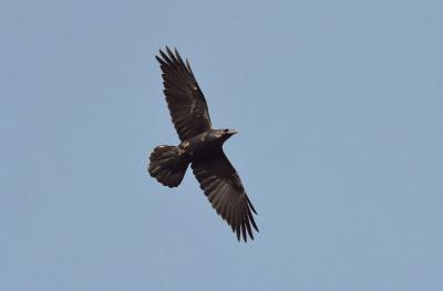 Grand corbeau
<em>Corvus corax</em>